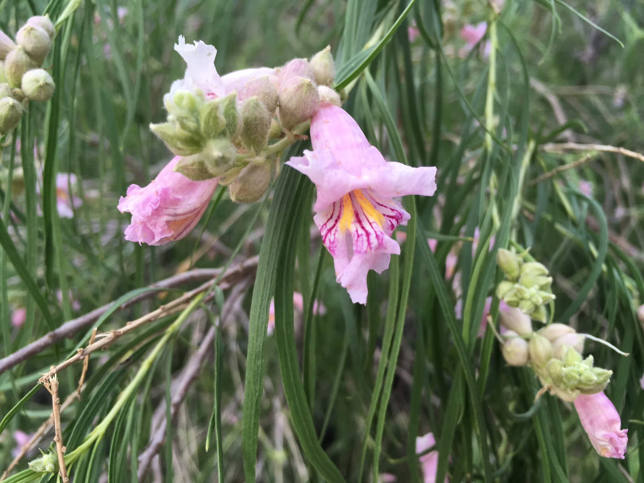 Chilopsis linearis
